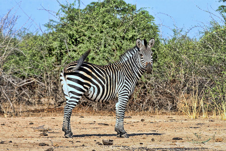 赞比亚南卢昂瓦公园Equusquigga图片
