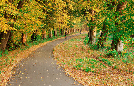 丹麦的秋天路途经过图片