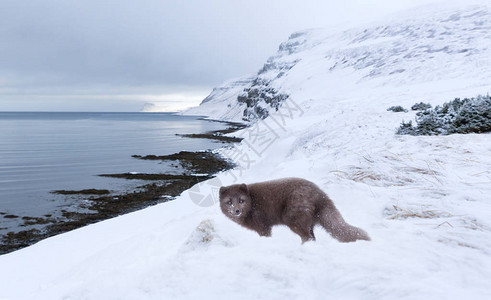 北极狐在冰岛的冬季站图片