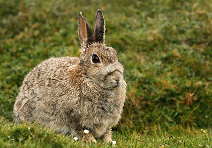 英国雨后坐在草地上的湿兔特写图片素材