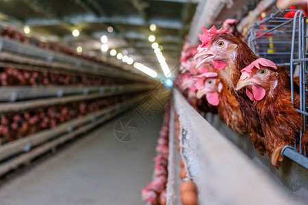 蛋鸡多级生产线输送机生产线的家禽养殖场蛋鸡养殖场农业技术设备厂背景图片