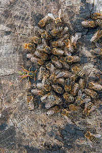 近距离观察蜜蜂和黄蜂在蜜滴上蜂拥而至老式木制背景上的蜂蜜滴图片