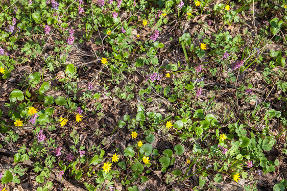 春林中盛开的紫堇和沼泽万寿菊Calthapalustris的一般景观开花植物春天在森林里开花的黄色图片