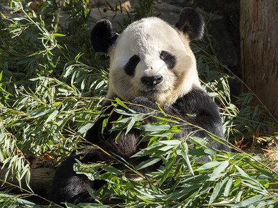 成年巨人Panda图片