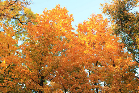 秋天的有趣颜色秋图片