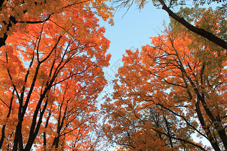 秋天秋天的有趣颜色鲜红色的秋叶在蓝色的夕阳背景图片