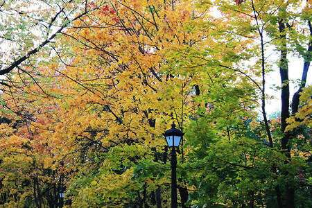 秋天秋天的有趣颜色城市公园里五图片
