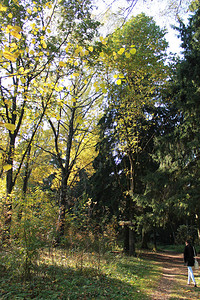 秋天秋天的有趣颜色秋天森林中的梭芯图片