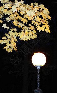 秋天秋天的有趣颜色一个fawarik灯泡照亮了黄色秋图片