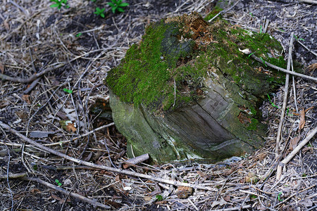 绿苔树桩的特写视图图片