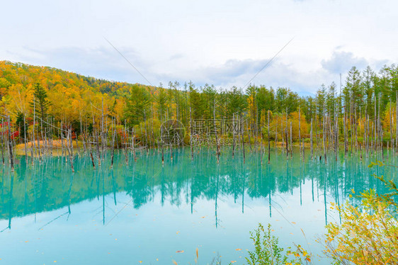 Biei北海道秋季节的蓝色池塘Aioike是比埃图片