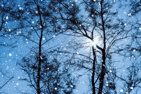剪影松树在冬天雪与蓝天背景和阳光图片