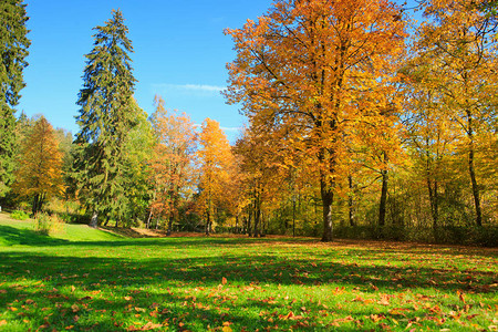 散步,秋天公园多姿彩有树木和树丛背景