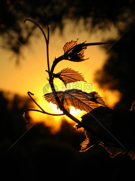 夕阳下葡萄园叶子的剪影图片