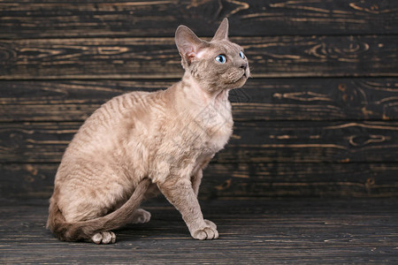 深色木质背景上棕色猫的肖像宠物肖像图片