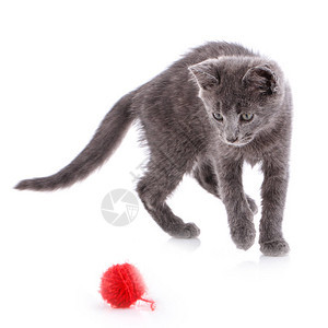 猫会变成红色的卷圈一只滑稽的小猫白图片