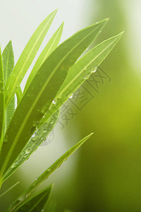 在绿叶上滴下雨水绿色图片