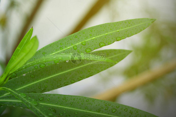 在绿叶上滴下雨水绿色图片