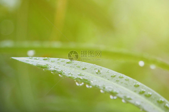 在绿叶上滴下雨水绿色图片