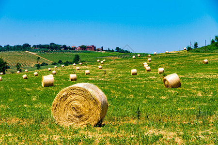 意大利阳光明媚的Tuscan农村的干图片