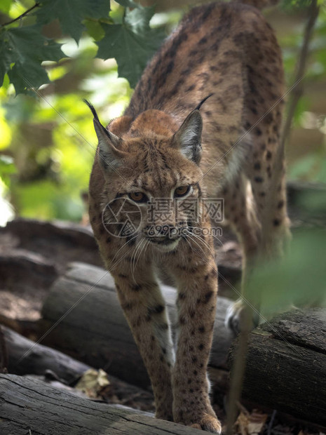 斯堪的纳维亚猞猁猞猁在图片