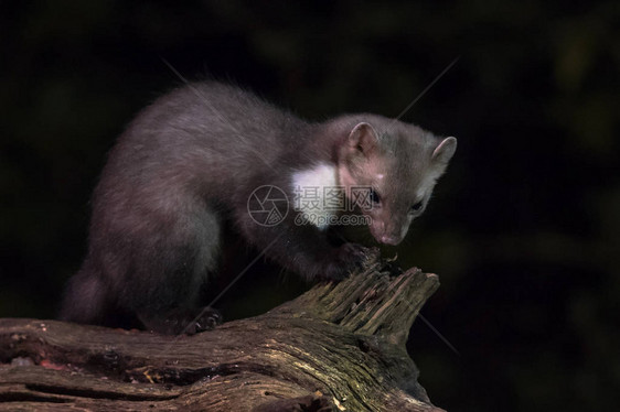 野山毛榉貂Martesfoina在夜间登录自然栖息地这种小型夜间捕食者对于生态系统中的生态平衡图片