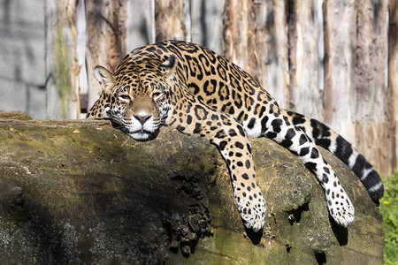 JaguarPantheraonca以典型的姿势图片