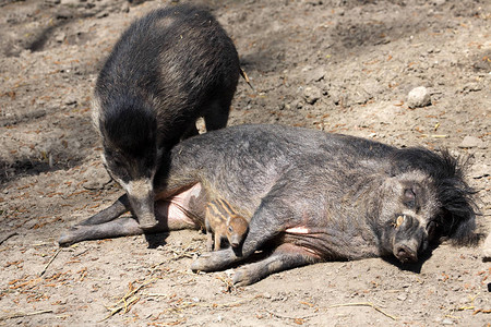 维萨亚的战猪苏塞比夫龙尼格里努斯和图片素材