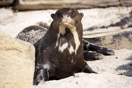 巨人Otter图片