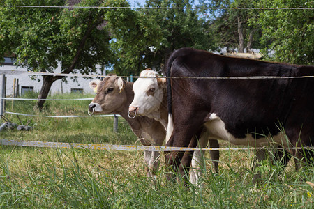 在一个非常阳光明媚的日子里在南德州的朱恩你可以看到一些年轻的小母牛黑棕图片