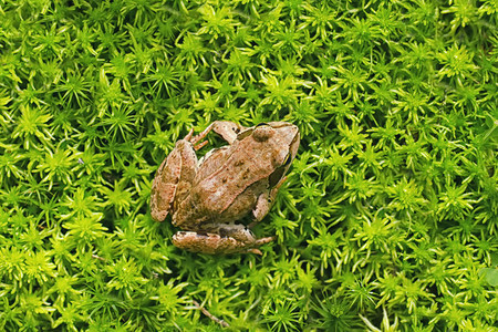 草丛中的青蛙图片