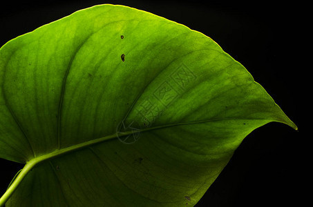 植物宏大叶背景图片