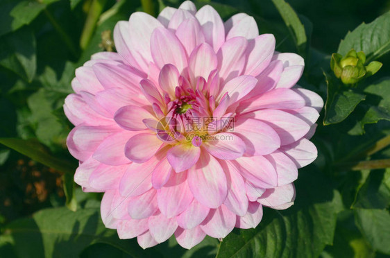 大丽花粉红色的花朵美丽的粉红色大丽花园里美丽的粉红图片