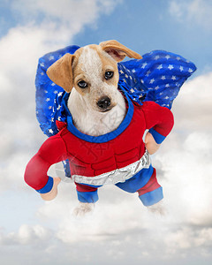穿着超级英雄服装的有趣狗站图片