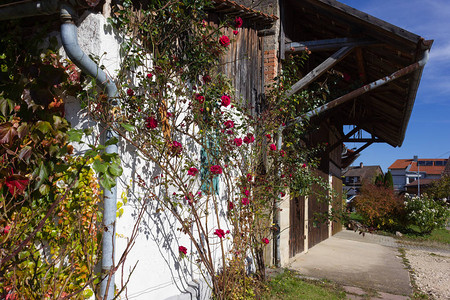 在印度夏季月的奥克托伯october小屋建筑中图片