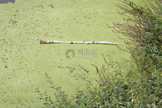 含有藻类开花的紧要水污染河水图片