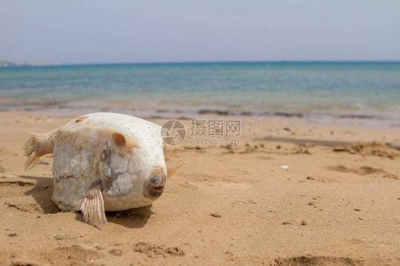 沙滩上死河豚图片