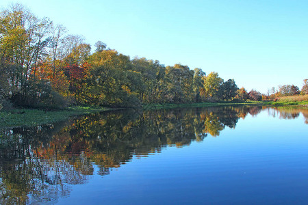 秋天的风景树反映在河的水面上黄叶落在湖面上秋天的水景与河的秋季全景背景图片