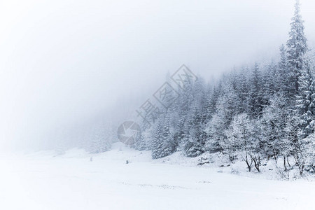 冬季白色森林全景与雪在Tatra山脉图片