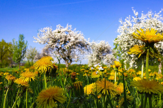 南德州春季农村乡的花朵和鲜苹果树开着蓝天图片