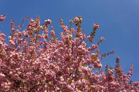 德国南部春天蓝上的公园树五颜六色的花朵幸运和幸福的节日图片
