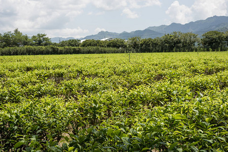 东鹿野茶树农场图片