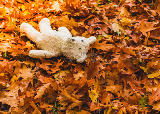 白泰迪熊躺在森林中黄褐橡树秋图片
