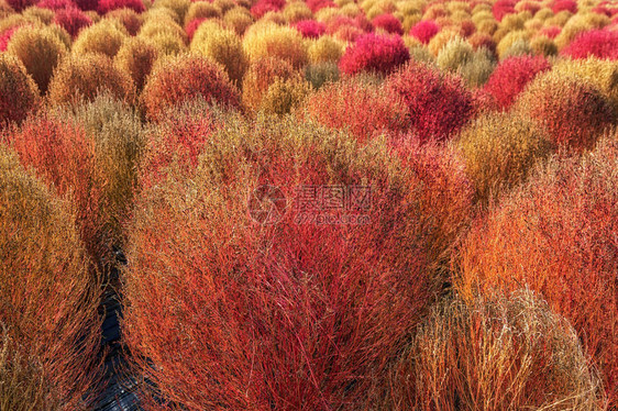 秋季开花的科奇亚草原图片