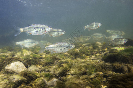 淡水鱼RiffleminnowAlburnoidesbipunctatus水下摄影鲦鱼在干净的水和自然栖息地自然光湖泊和河流栖息图片