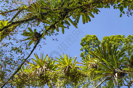 凤梨种植在树上花园装饰的树顶细节图片