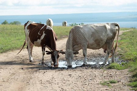 一群家养的奶牛从水坑里喝水图片