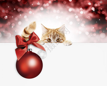 用于宠物店或兽医诊所的圣诞快乐招牌或礼品卡图片