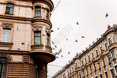 圣彼得堡市中心的鸽子图片