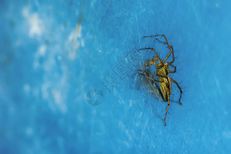 自然背景下金属地上的蜘蛛图片